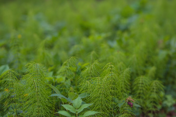 green grass for background