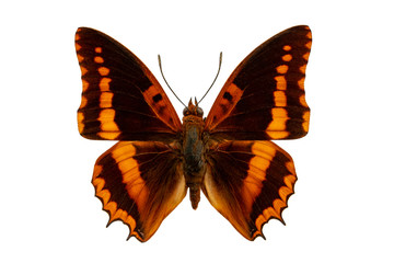 charaxes butterfly on white background