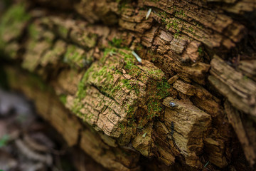 green moss on an old stump