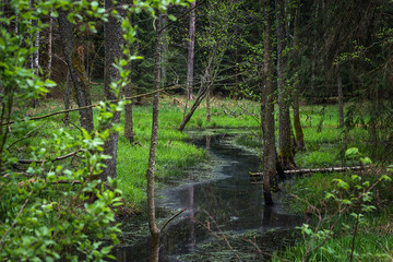 swamp in the forest