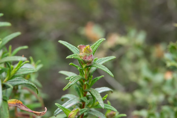 Montpellier Rock Rose Flowers in Bloom in Springtime
