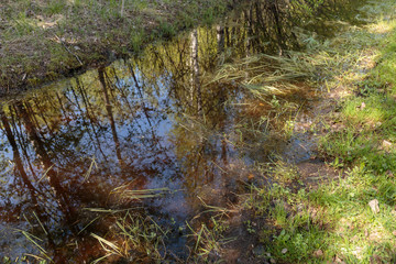 Swamp. Swamp surface, as abstract background.