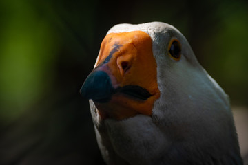Die Gans ans Wächter