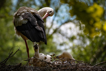 Storch