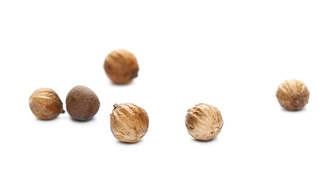 Coriander seeds macro isolated on white background, side view