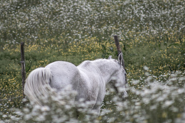 Beautiful white arabian horse grazing in a field full of daisies. Spring concept. Farm life.