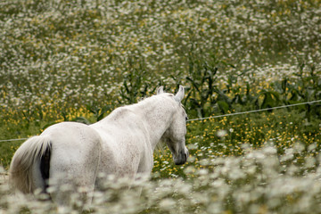 Beautiful white arabian horse grazing in a field full of daisies. Spring concept. Farm life.