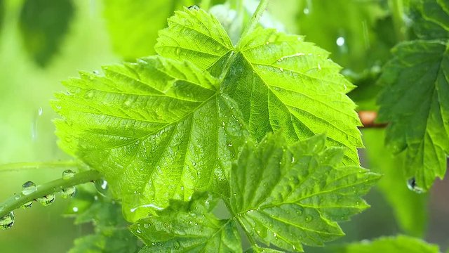 Green leaf with raindrops in the summer in nature develops in the wind