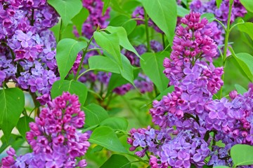 Fototapeta na wymiar Beautiful purple lilac flowers.Blooming spring garden.