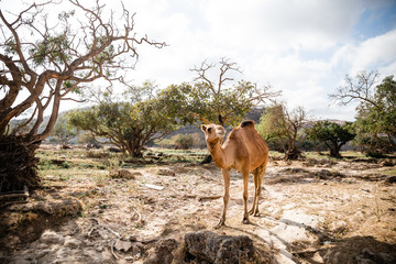 Camel im Oman
