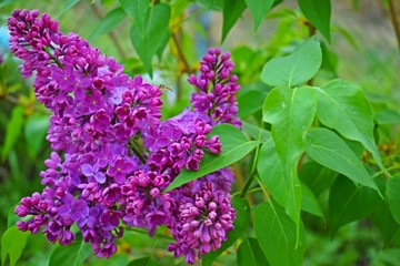 Beautiful purple lilac flowers.Blooming spring garden.
