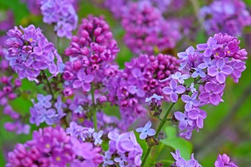 Beautiful purple lilac flowers.Blooming spring garden.