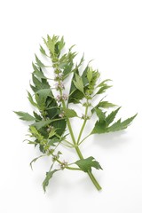 Motherwort (Leonurus cardiaca)