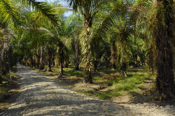 Coconut plantation in Costa Rica