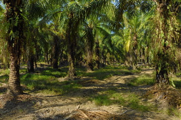 Coconut plantation in Costa Rica