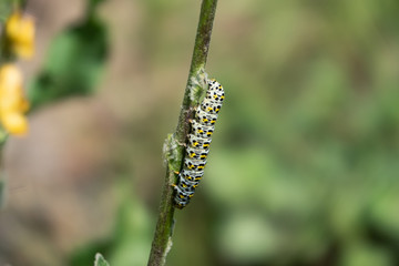Mullein Moth Caterpillar Feeding on Stem in Springtime