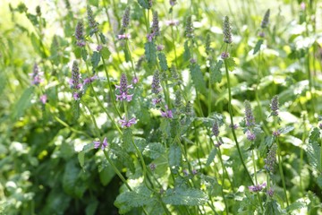 Purple betony (Betonica officinalis)