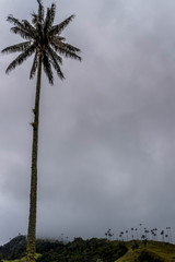 Colombias National Tree - The Wax Palm in Cocoa Valley, Salento