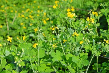 The yellow celandine flowers bloomed in the meadow in the spring.