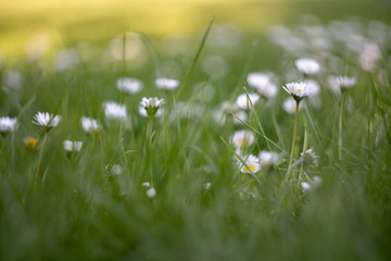 field of daisies in the forest