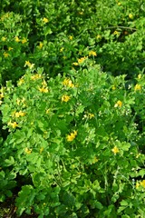 The yellow celandine flowers bloomed in the meadow in the spring.