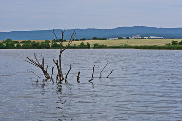 flooded tree branch protruding from the lake