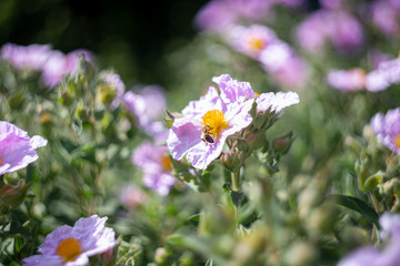 bee on purple flowers in the garden