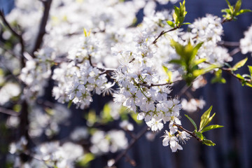 Apple blossom in the garden - 268172501