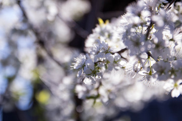 Apple blossom in the garden - 268172509