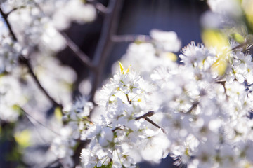 Apple blossom in the garden - 268172528