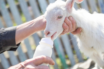 feeding a baby goat with milk from a bottle - 268172540