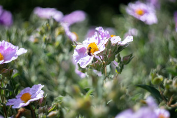 bee on purple flowers in the garden