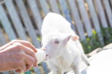 feeding a baby goat with milk from a bottle - 268172559