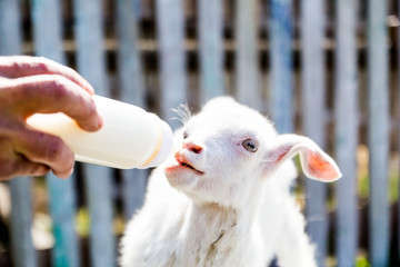 feeding a baby goat with milk from a bottle - 268172565
