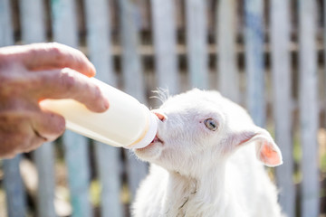 feeding a baby goat with milk from a bottle - 268172580