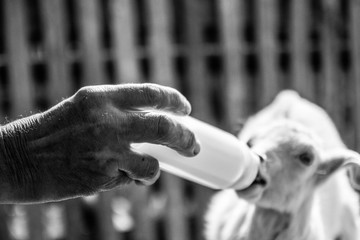 black and white photo of a kid feeding from hand - 268172594