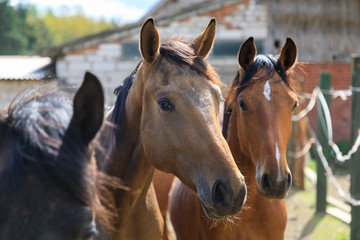 Fototapeta na wymiar Horses on the pasture, springtime