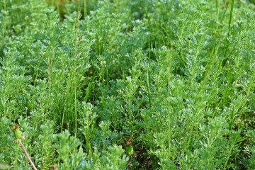 Colorful bitter wormwood.Spring fields and meadows.