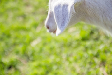 little goat walks in nature - 268172739