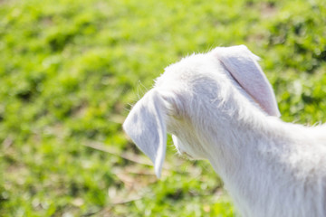little goat walks in nature - 268172747