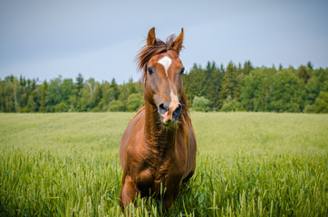 Fototapeta premium trakehner stallion running in green meadow