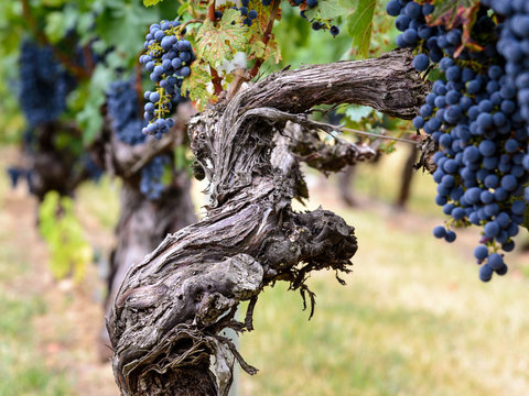 Vi&ntilde;edo en Septiembre en la zona vit&iacute;cola de La Rioja, Espa&ntilde;a