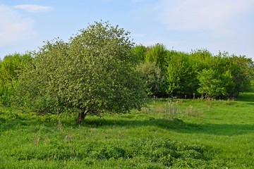 Beautiful scenery.Picturesque spring view.