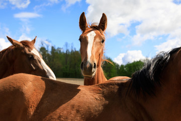 Horses on the pasture, springtime