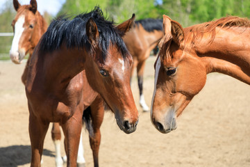 Playful horses on the pasture, springtime