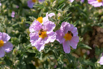 bee on purple flowers in the garden