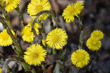 Beautiful spring sign blossom Coltsfoot flowers