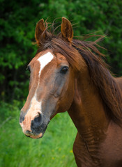 Obraz na płótnie Canvas portrait of stunning trakehner horse