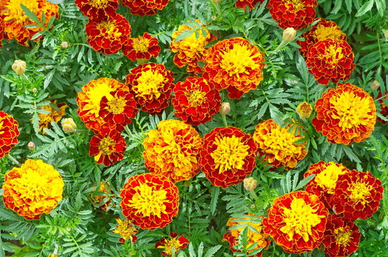 Blooming marigolds flowers (lat. Tagetes patula)