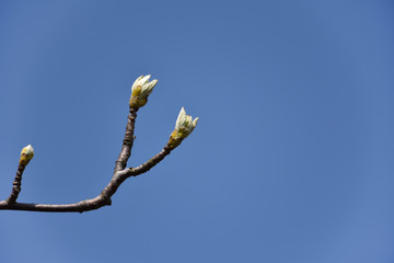 New tree sprouts against a cloudless blue sky